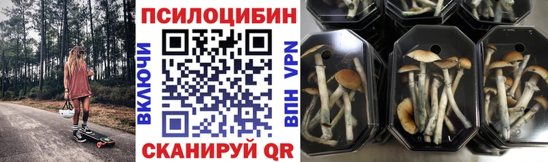 где продают   Болхов  Галлюциногенные грибы GOLDEN TEACHER 